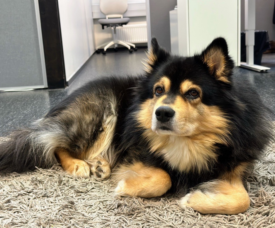 Office dogs for your well-being